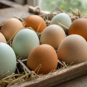 Fresh pasture-raised brown and blue-green duck eggs in a rustic wooden carton